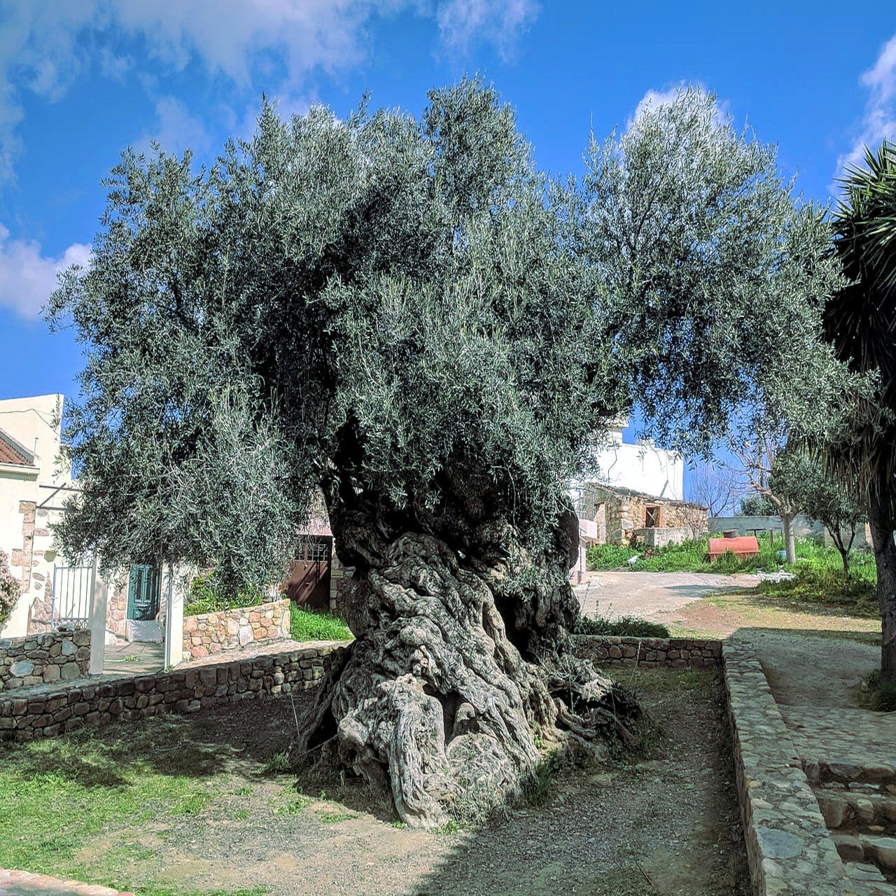 Canino Olive tree with surrounding rock wall landscape.