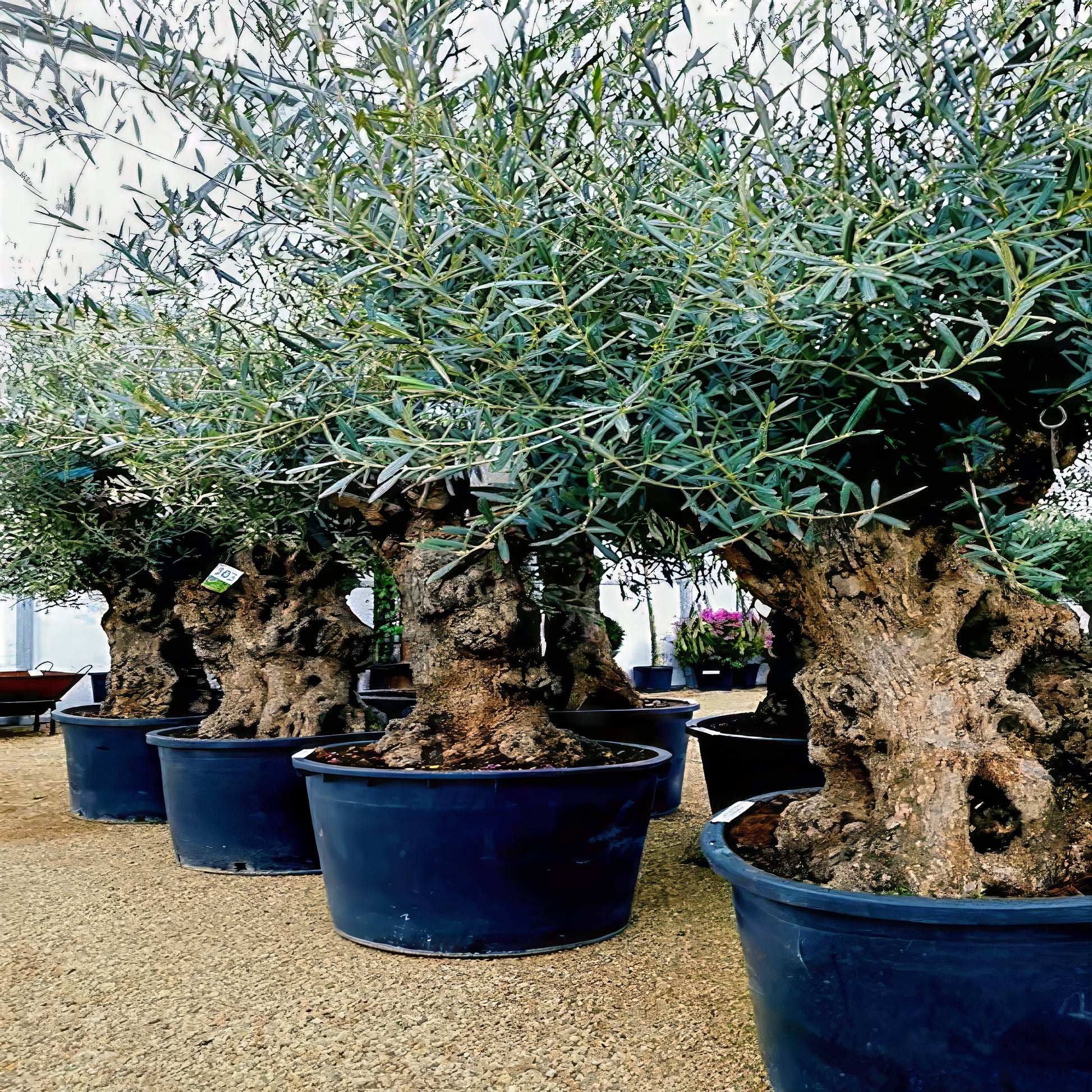 Potted Canino olive trees in a greenhouse setting. (Olea europaea)