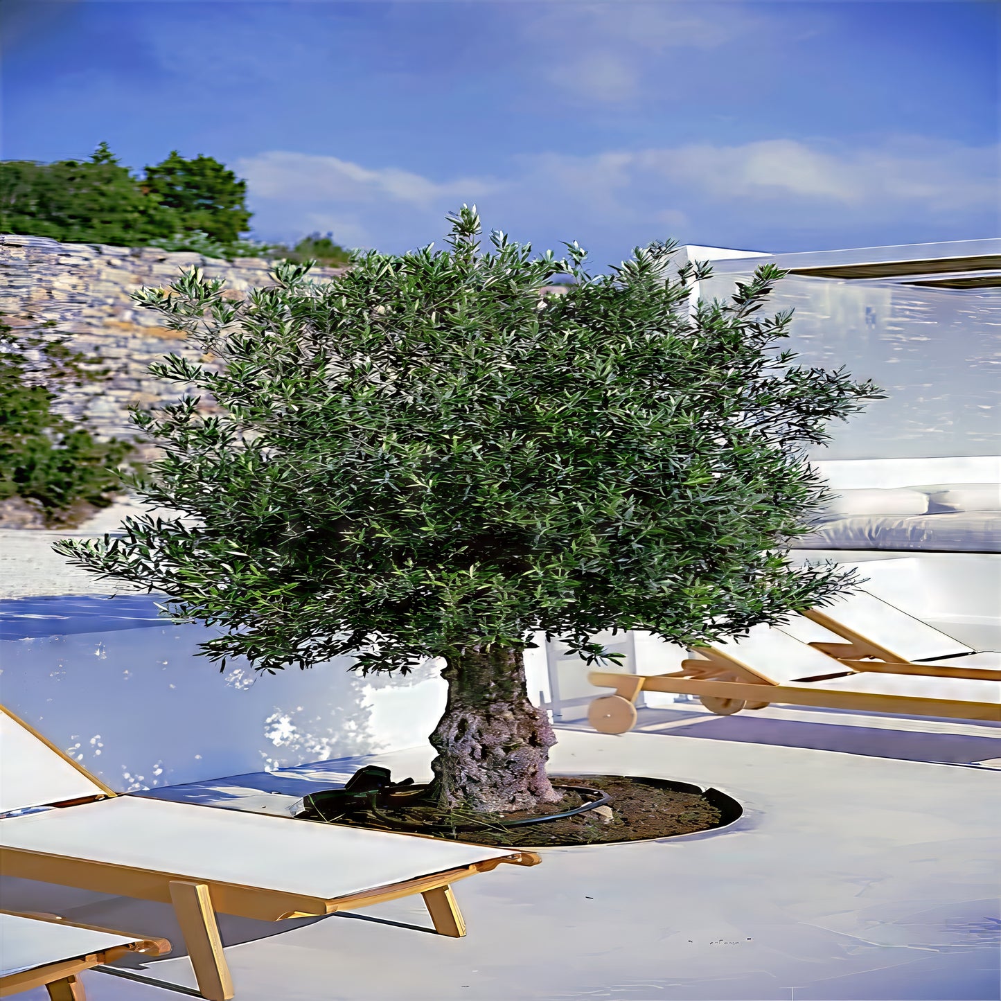 Canino olive tree in pool landscape with blue sky background.