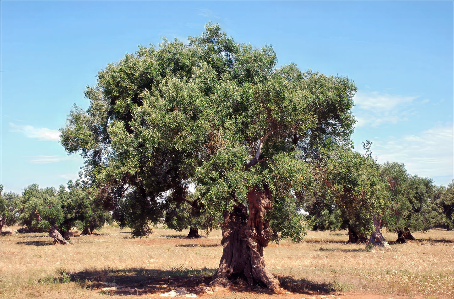 Large Canino olive tree orchard with blue sky background