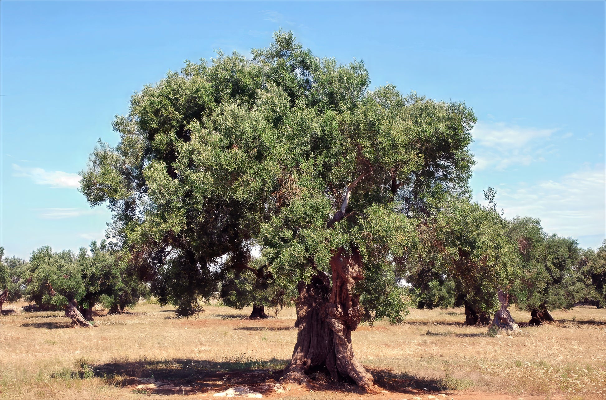 Large Canino olive tree orchard with blue sky background