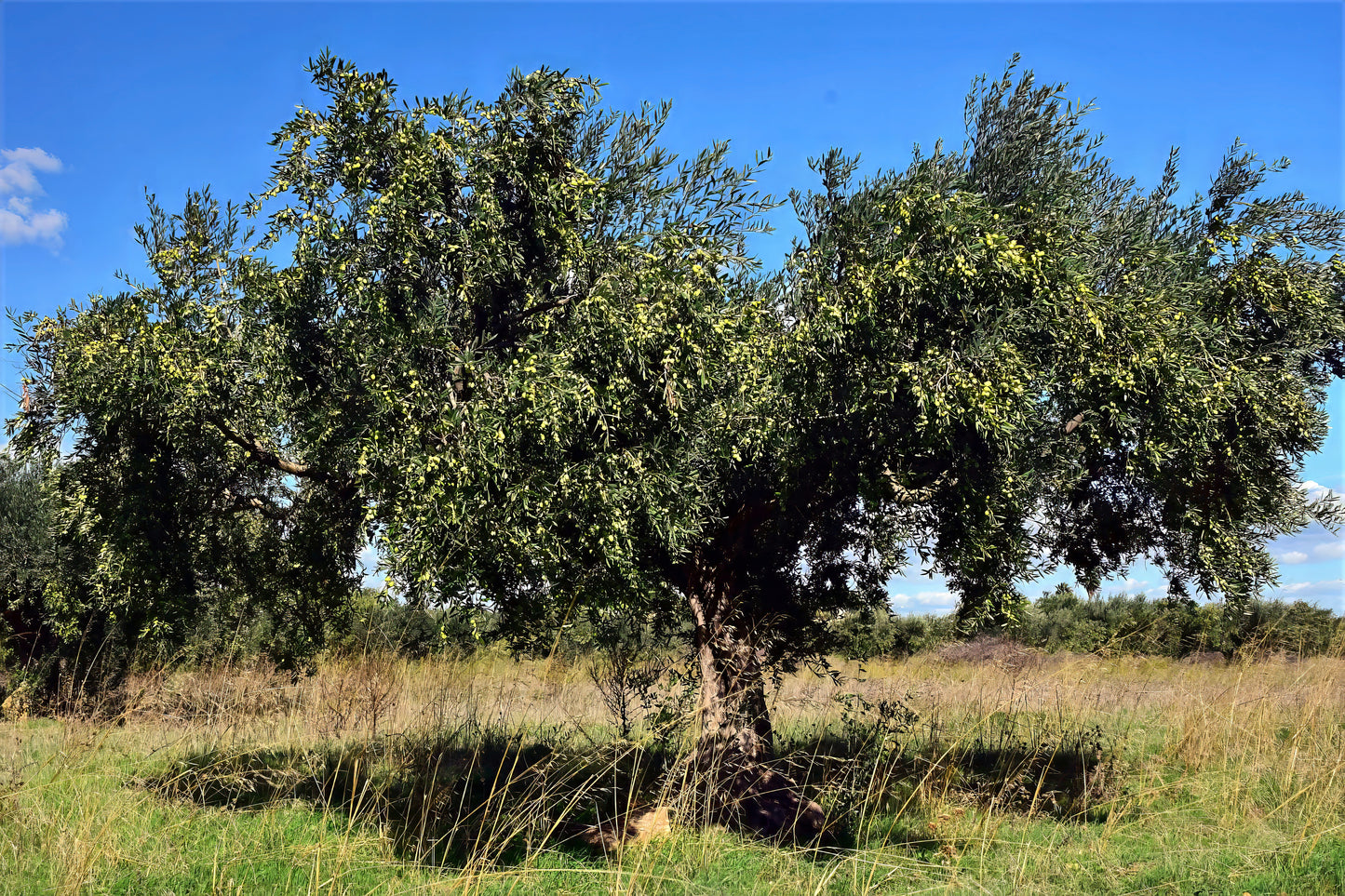 Canino olive tree bearing fruits with blue sky background