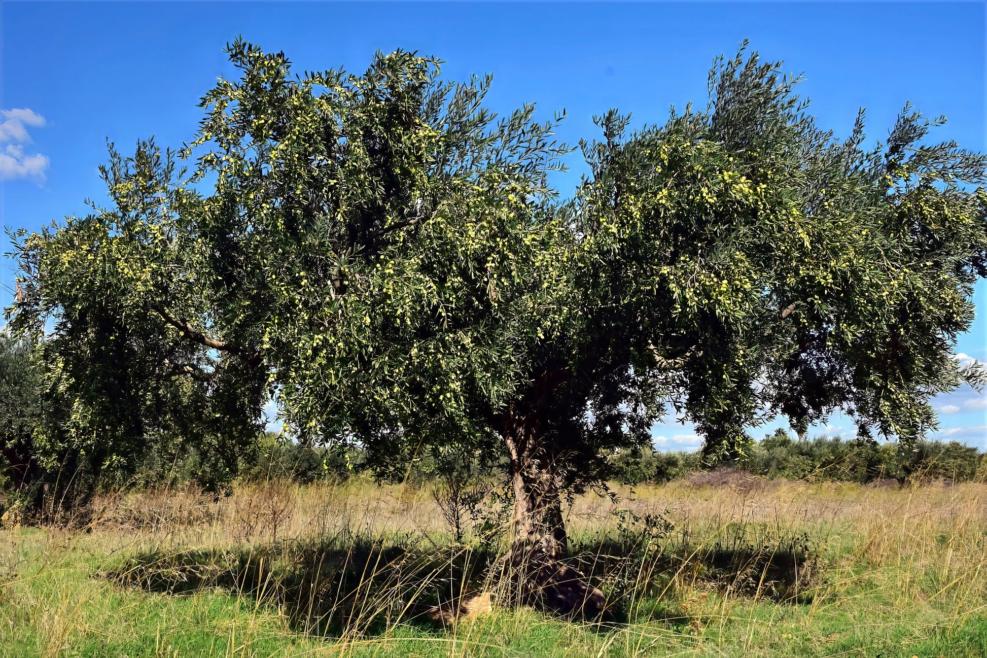 Canino olive tree bearing fruits with blue sky background