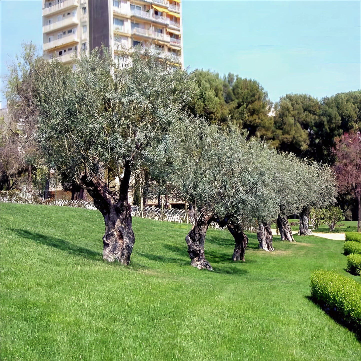Row of Canino olive trees landscaping on green lawn. (Olea europaea)