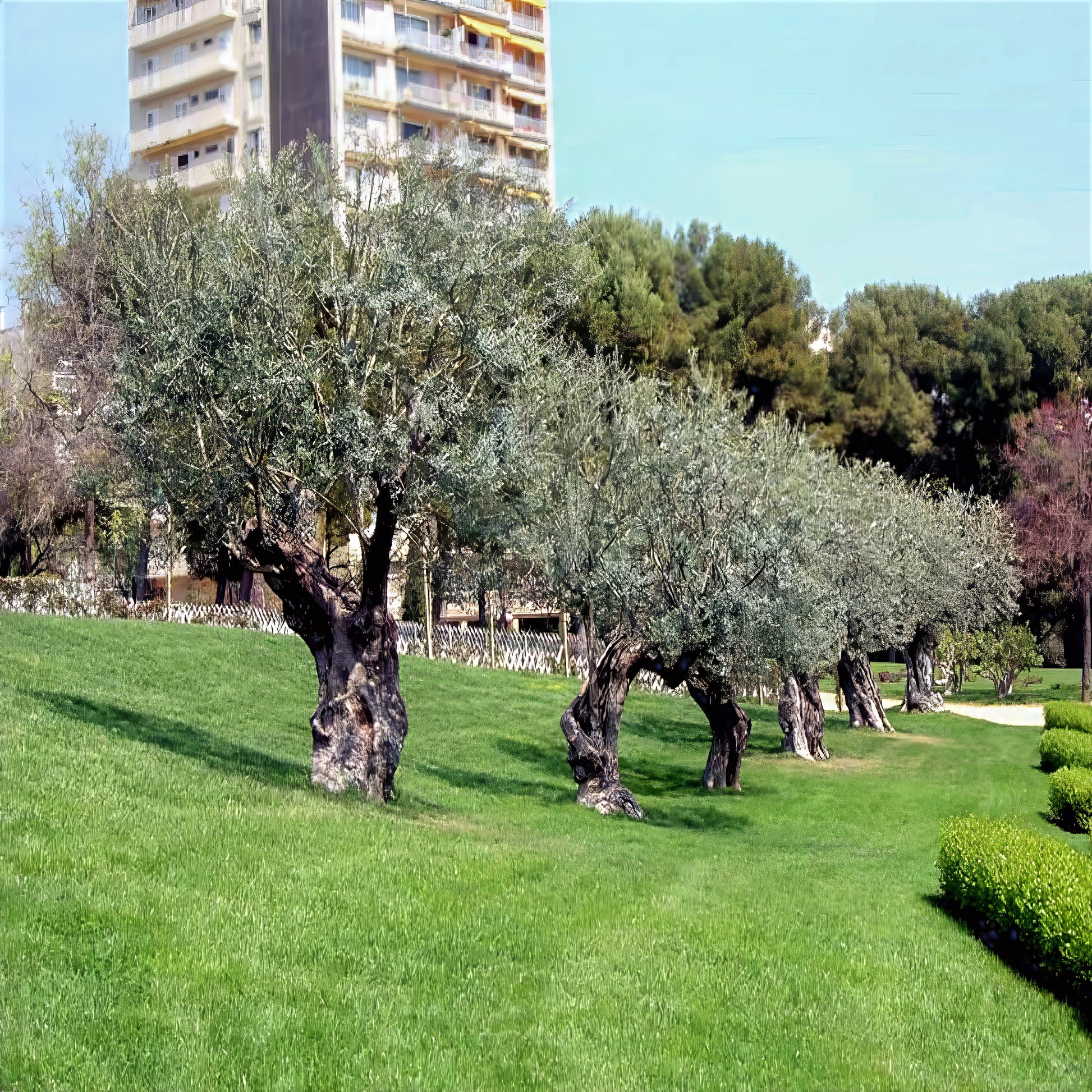 Row of Canino olive trees landscaping on green lawn. (Olea europaea)