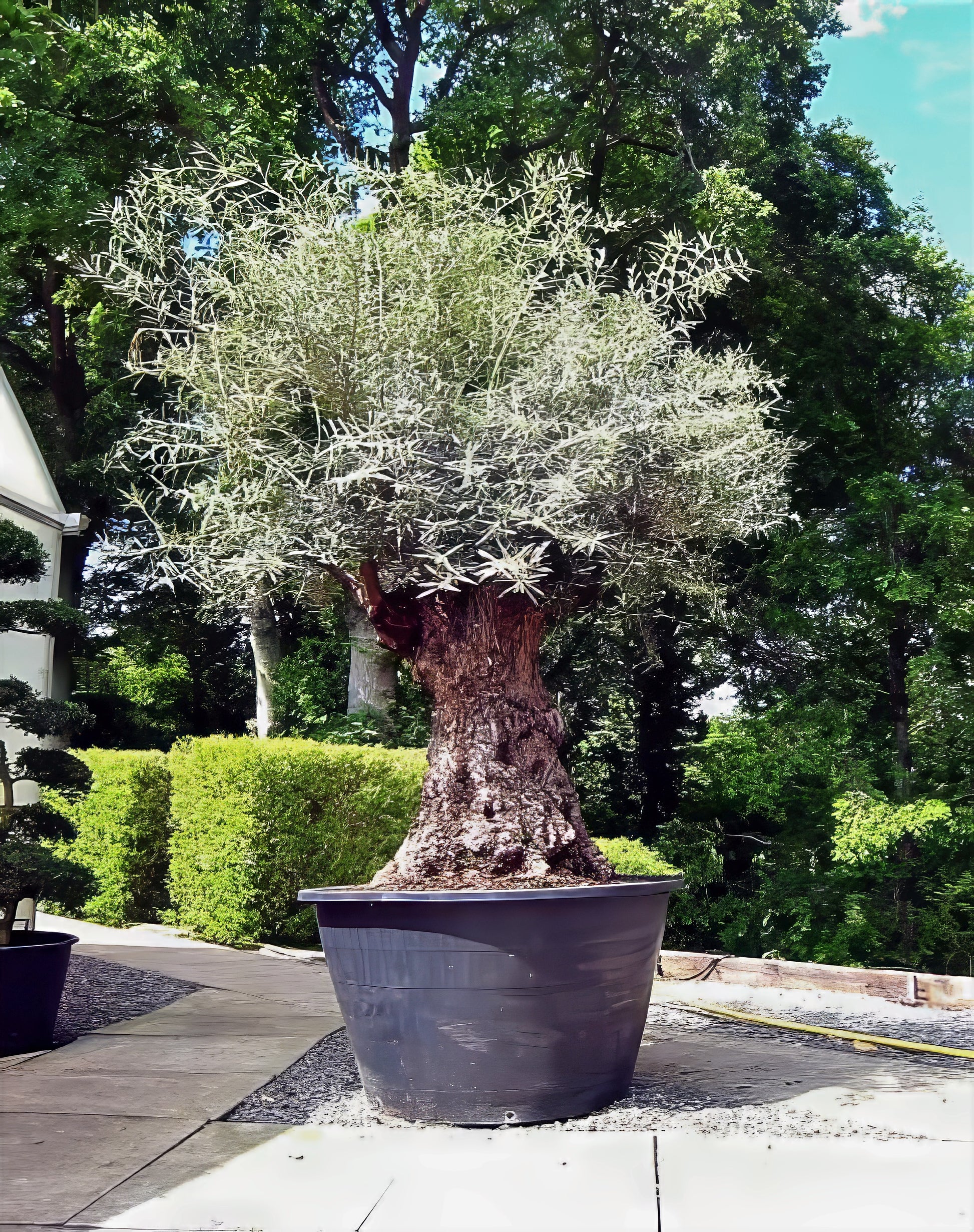 Large potted Canino Olive tree in a garden setting with greenery and a house in the background