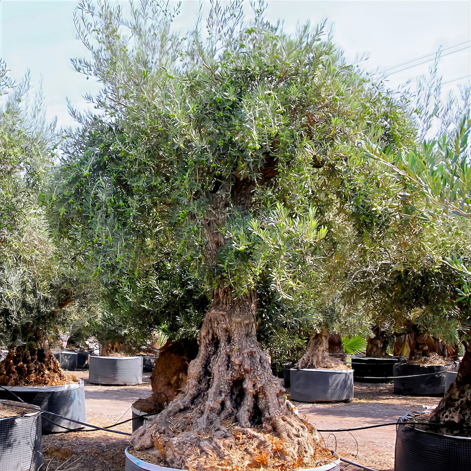 Potted Canino olive trees in nursery.