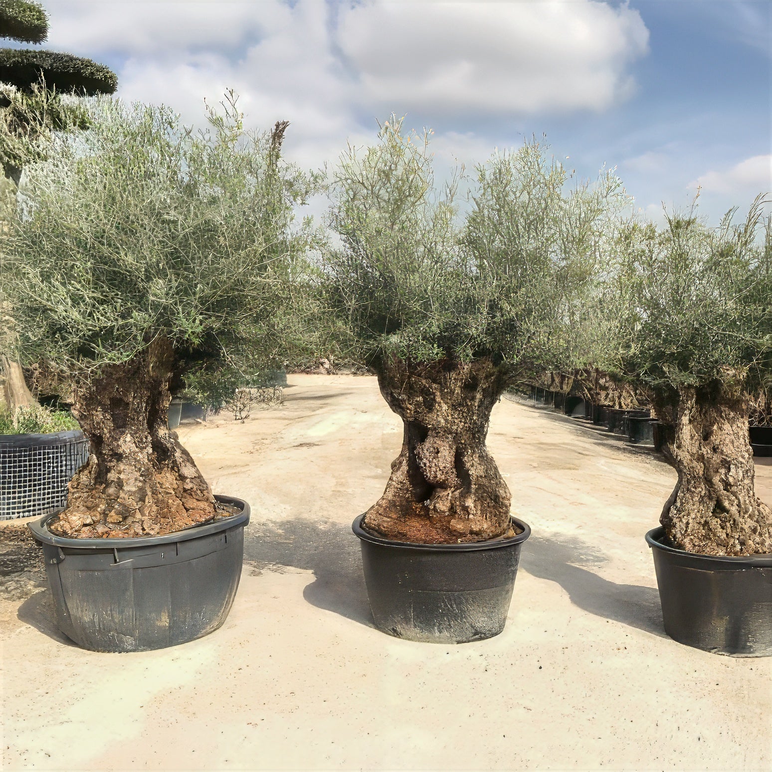 Three potted Canino olive trees with gnarled trunks on a concrete surface with a blue sky and clouds in the background.