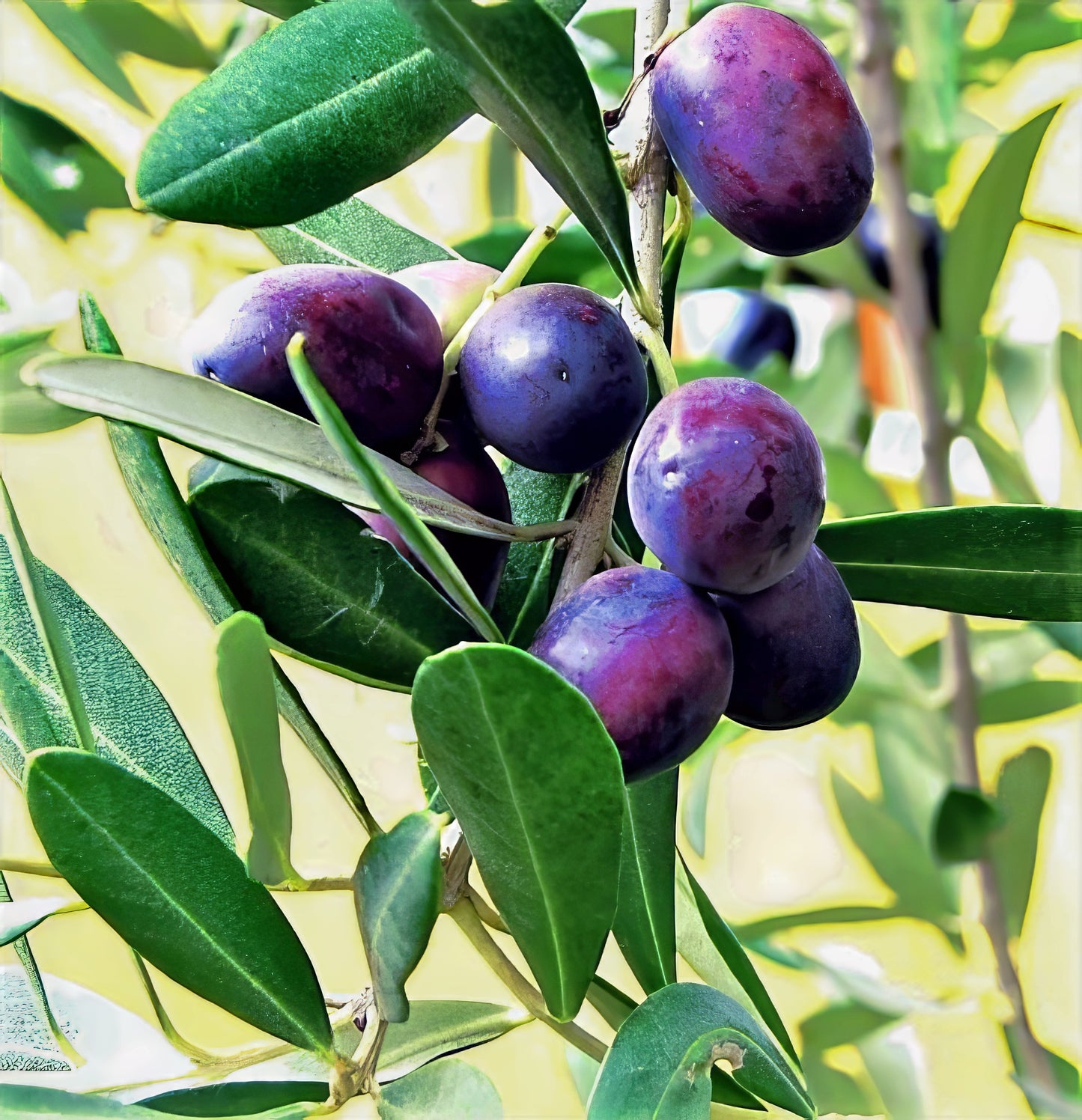 Close-up of purple Canino olives on an olive tree branch with green leaves.