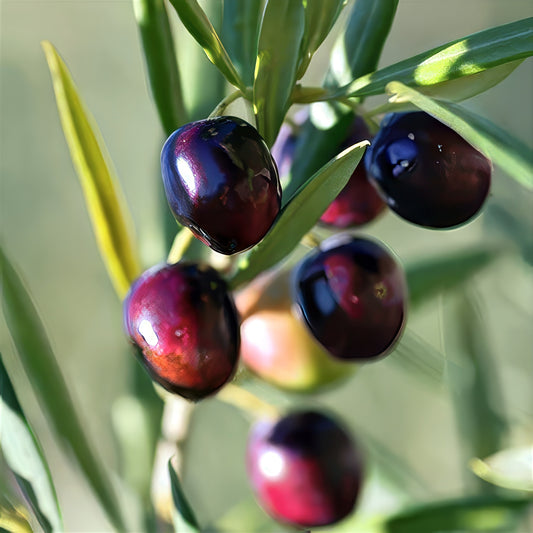 Close-up of dark purple Canino tree olives on a branch with green leaves. (Olea europaea)