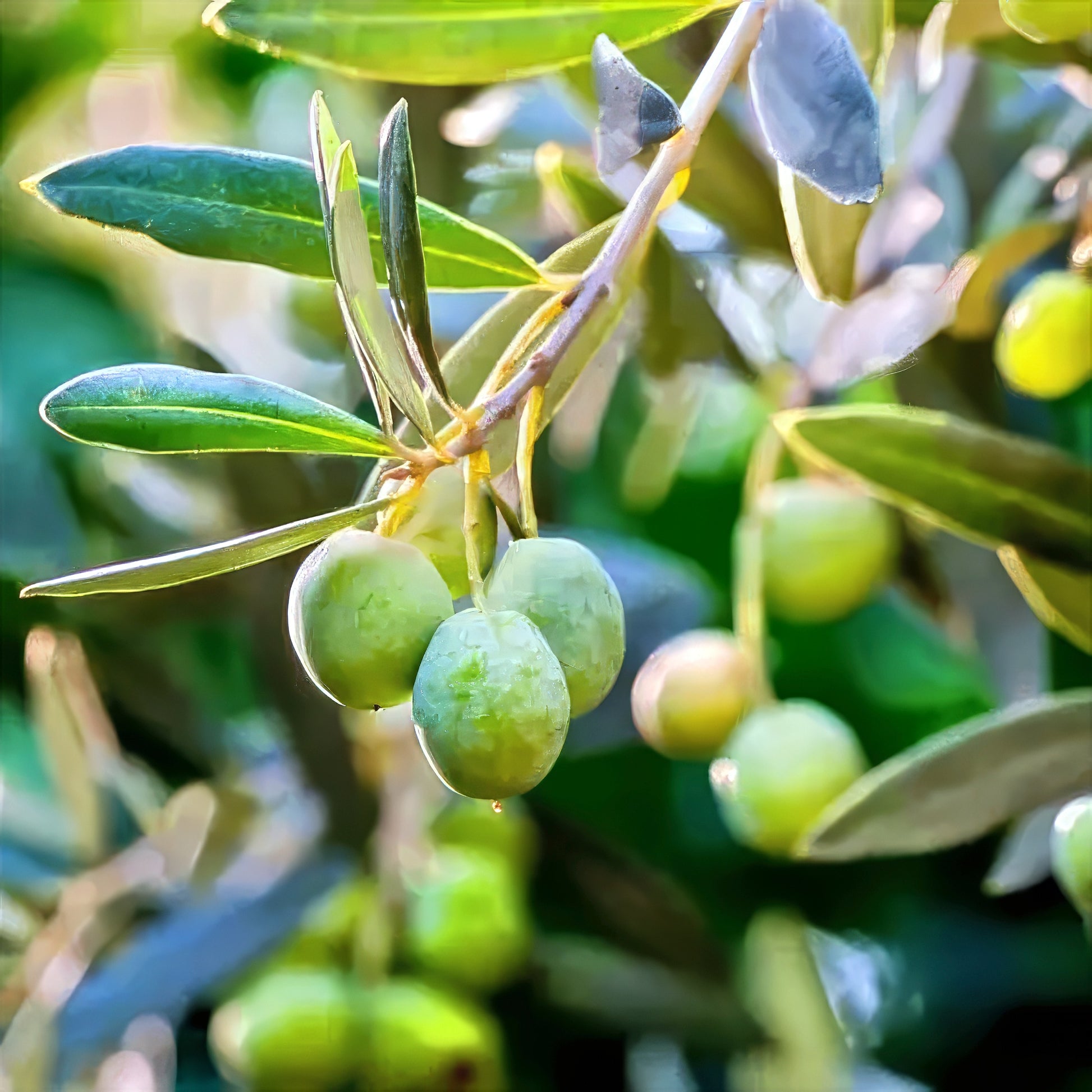 Green olives on an olive tree branch with leaves.