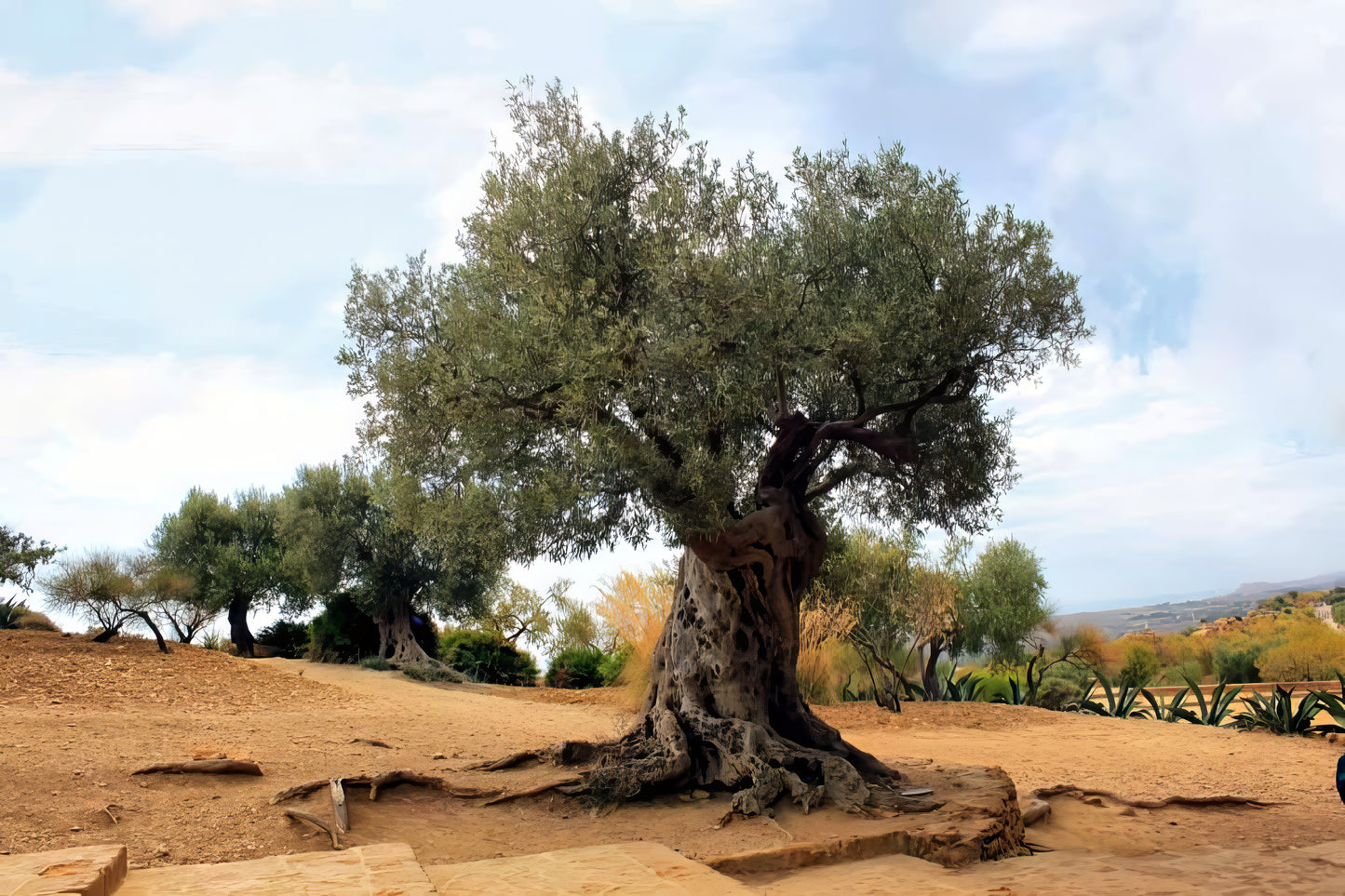 Large Canino olive tree in a dry landscape with a blue sky.
