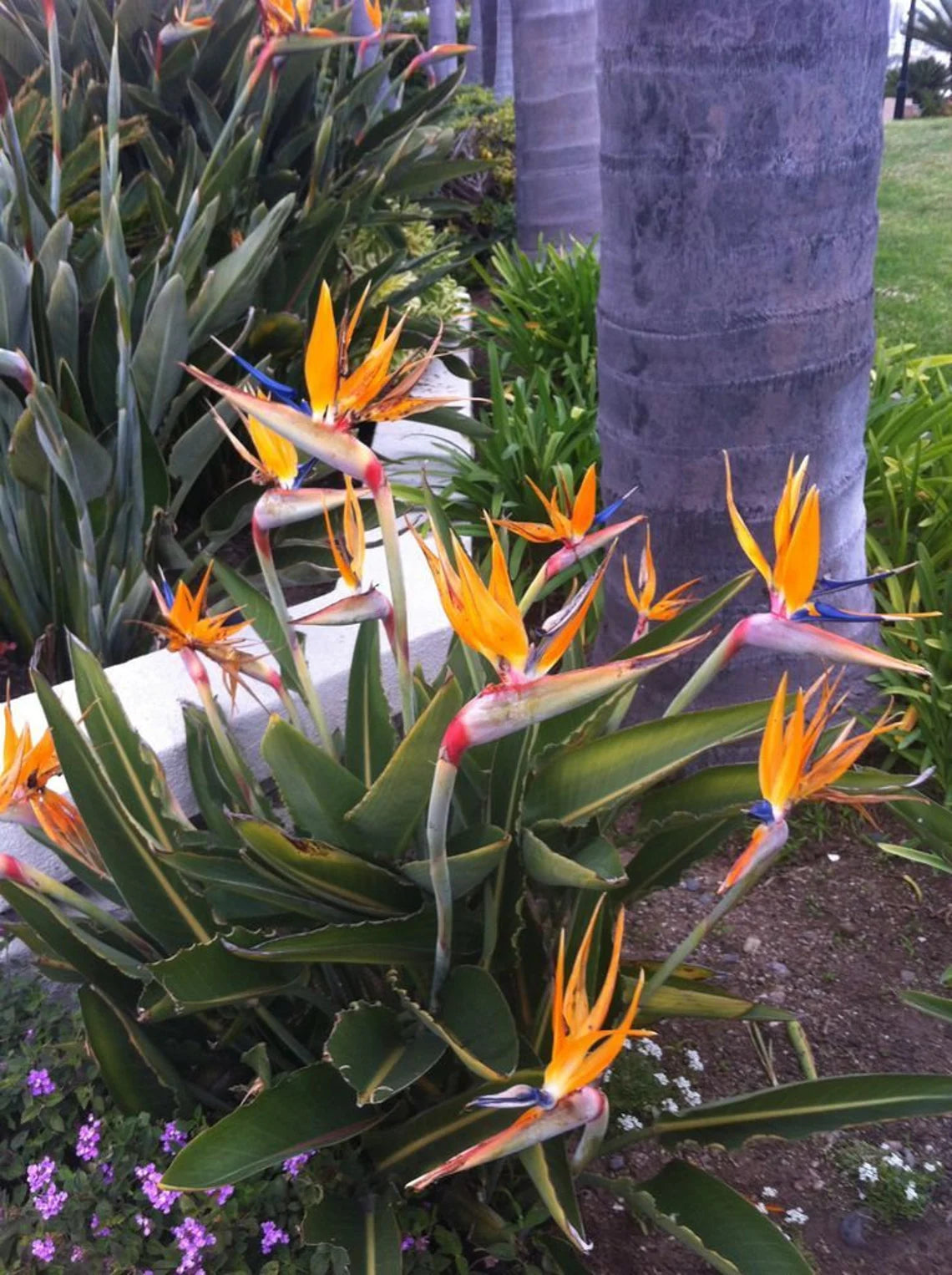Tropical orange bird of paradise flowers with orange and yellow petals in a garden setting.