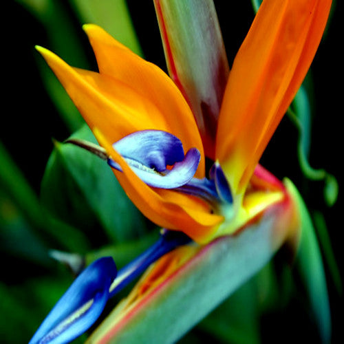 Close-up of a vibrant orange bird of paradise flower with orange and blue colors. (Strelitzia reginae)