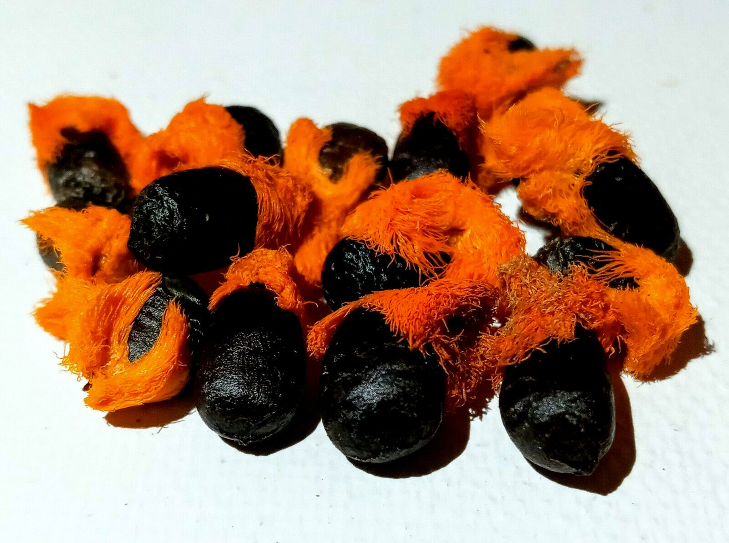Orange and black bird of paradise seeds on a white background