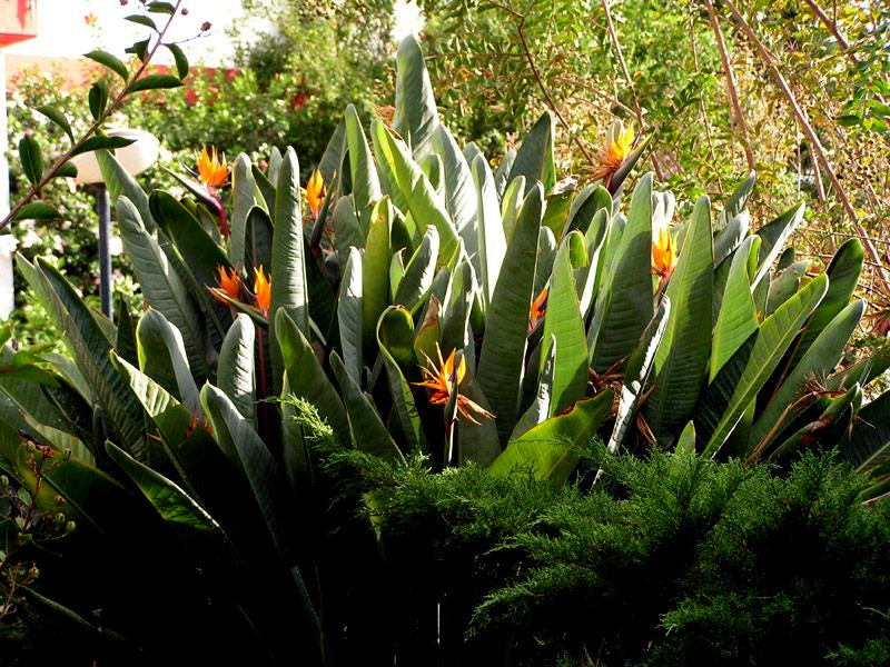 Bird of paradise flower garden with large green leaves and orange flowers