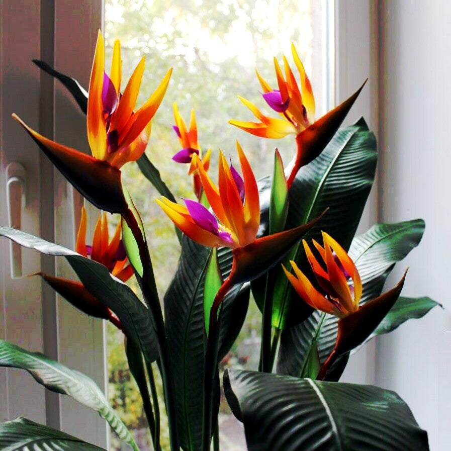 Colorful tropical Orange bird of paradise flowers in a pot with a blurred window background
