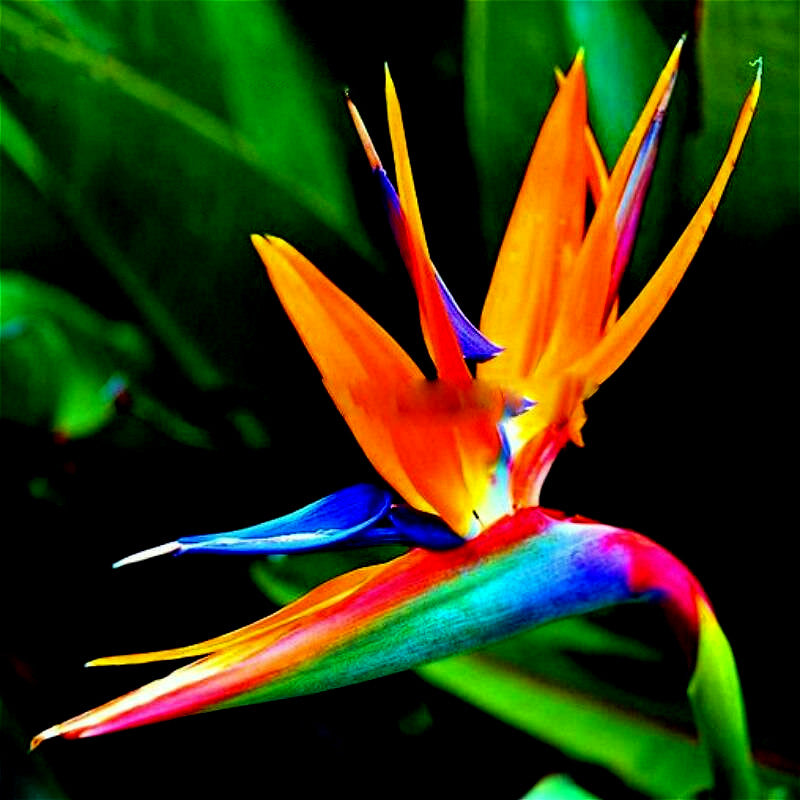 Colorful Orange bird of paradise flower with a blurred green background. (Strelitzia reginae)