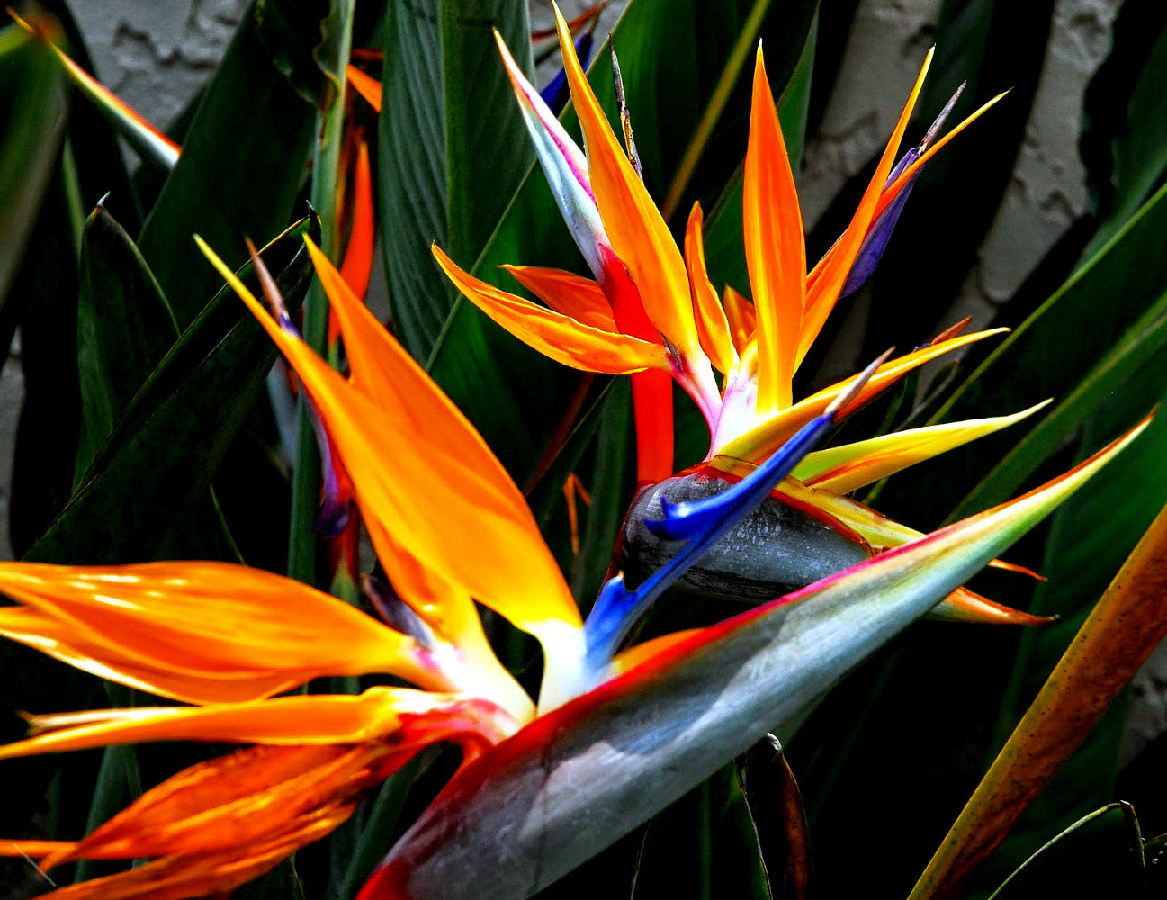 Close-up of a bright orange bird-of-paradise flower with green leaves.