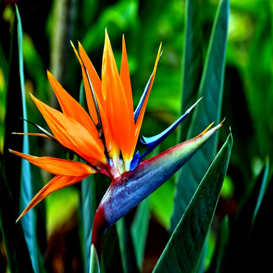 Close-up of a vibrant orange bird-of-paradise flower with green leaves.