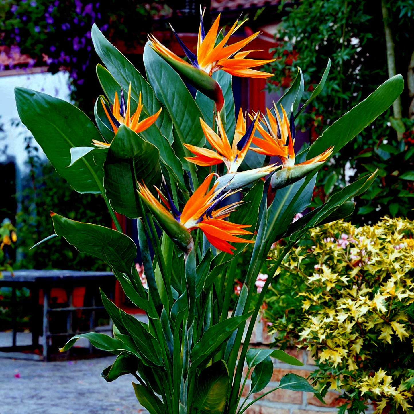 Tropical Orange bird of paradise flowers with green leaves in a garden setting. (Strelitzia reginae)