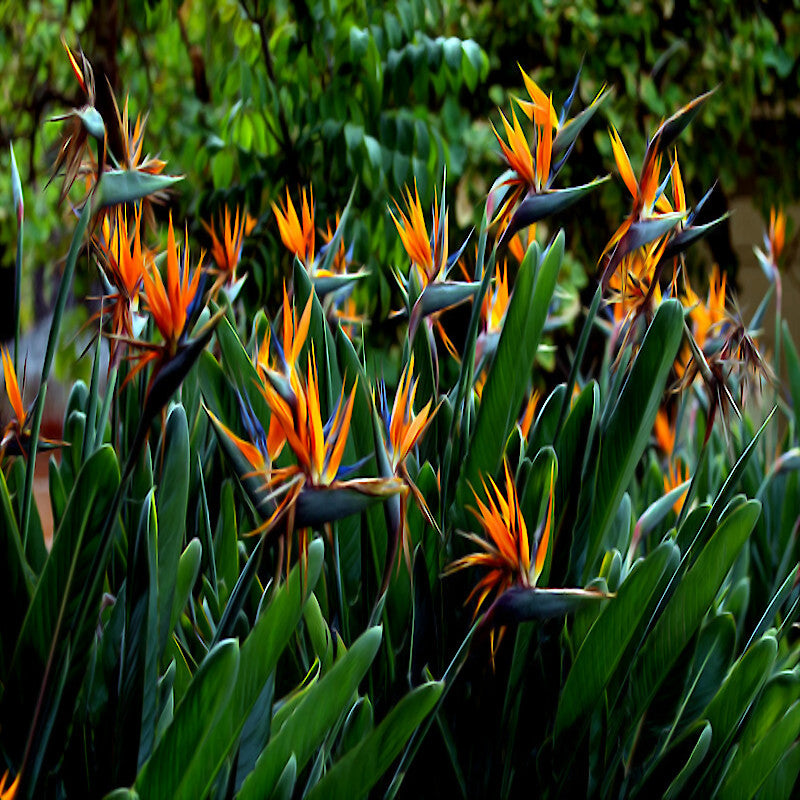 Orange bird of paradise flowers with green leaves in a garden setting