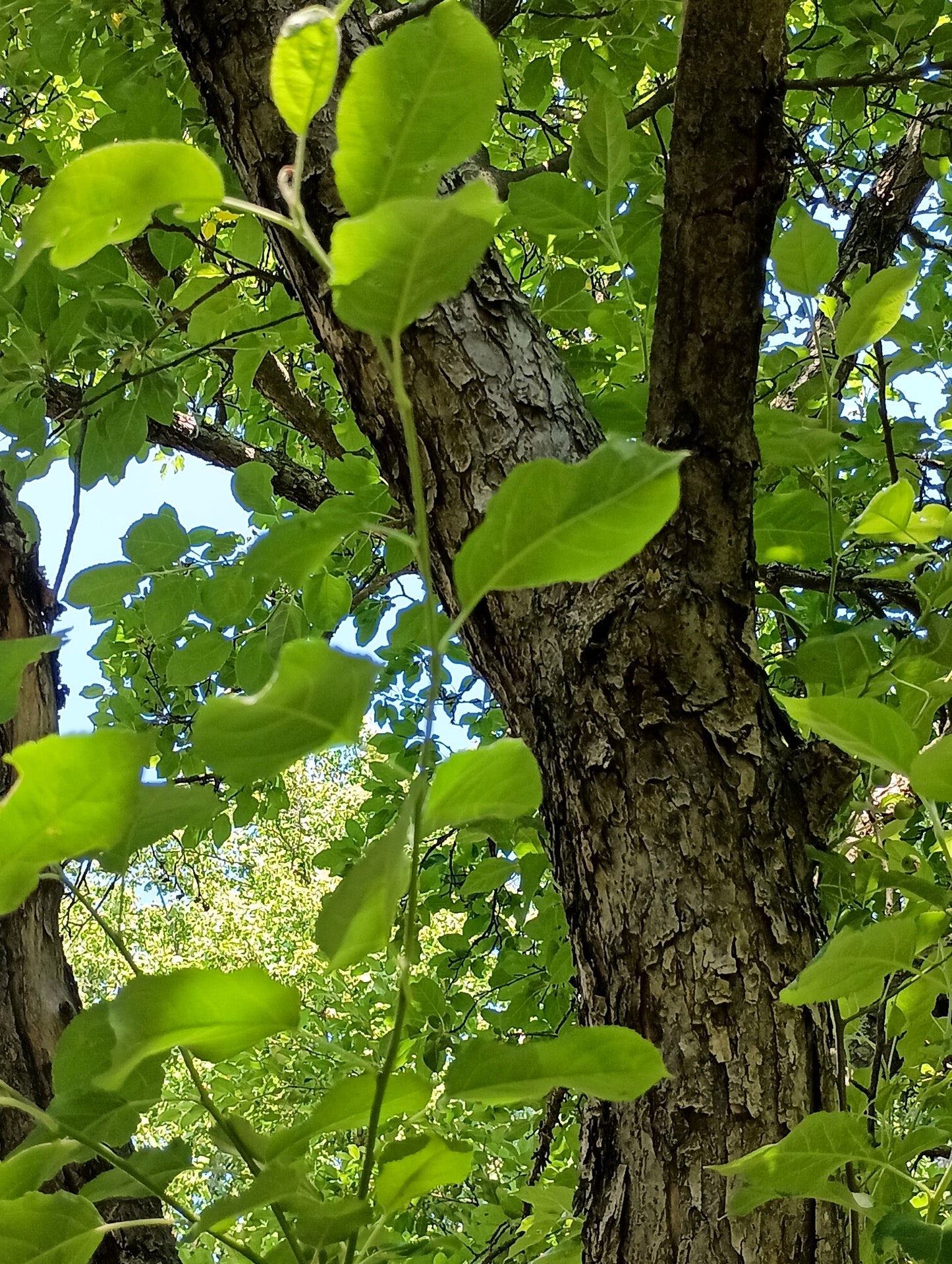 Osage Orange tree trunk with green leaves in the foreground.  (Maclura pomifera) 