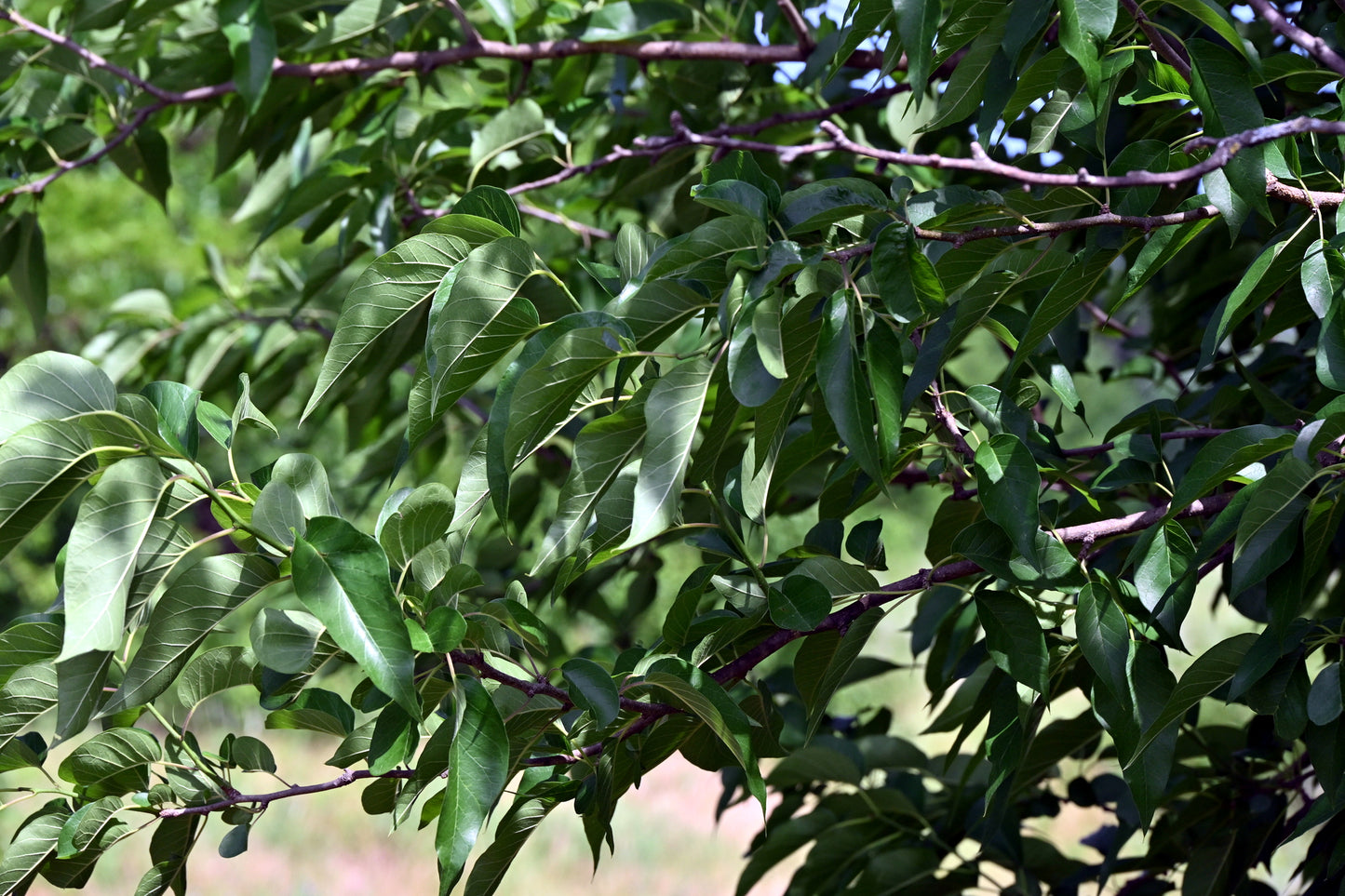 Close-up of green leaves on an Osage Orange tree branch with a blurred natural background.  (Maclura pomifera) 