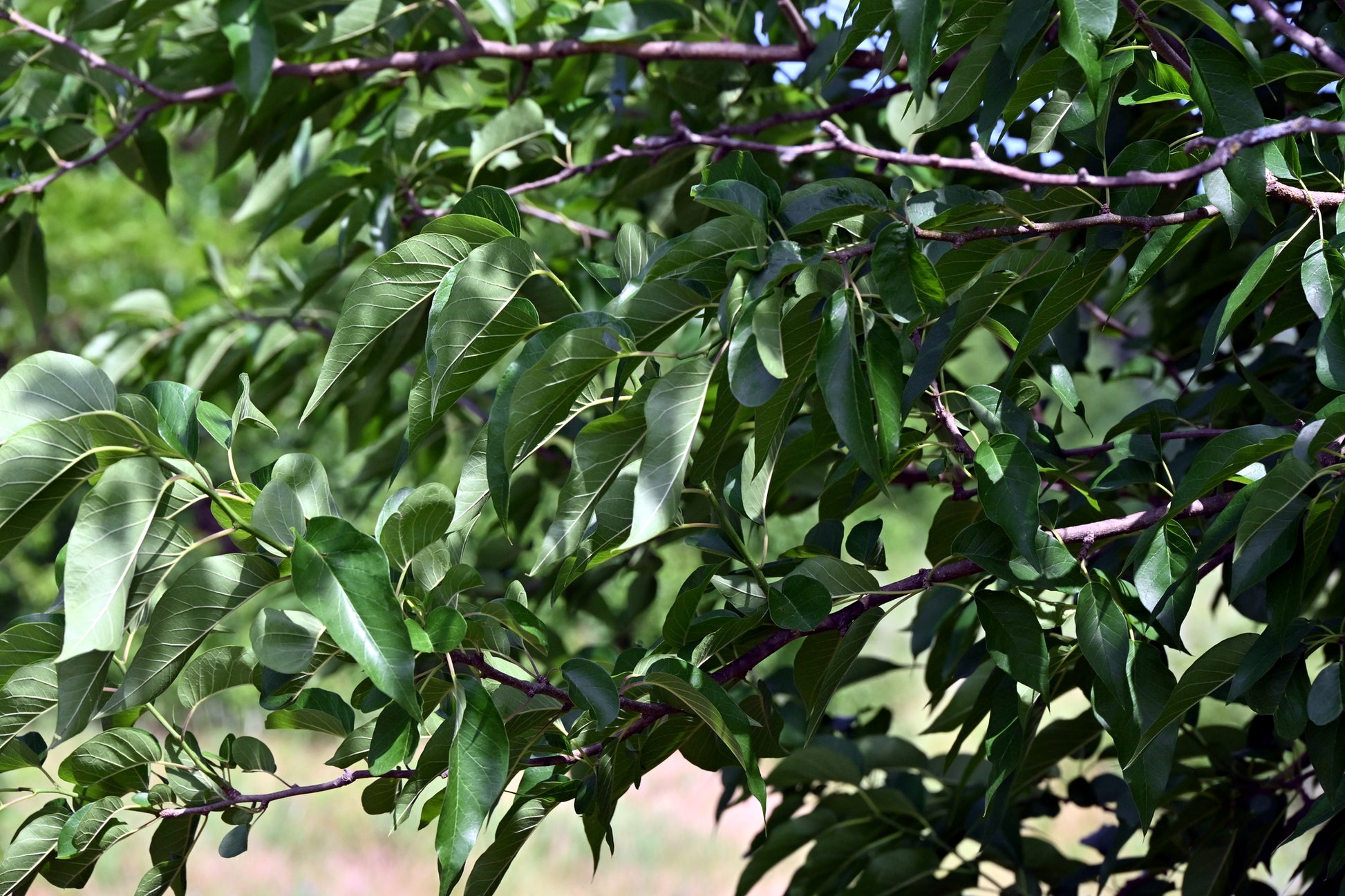 Close-up of green leaves on an Osage Orange tree branch with a blurred natural background.  (Maclura pomifera) 