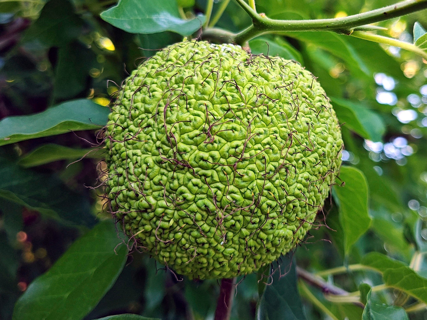 Green fruit with a spiky texture on an Osage Orange tree branch with leaves.