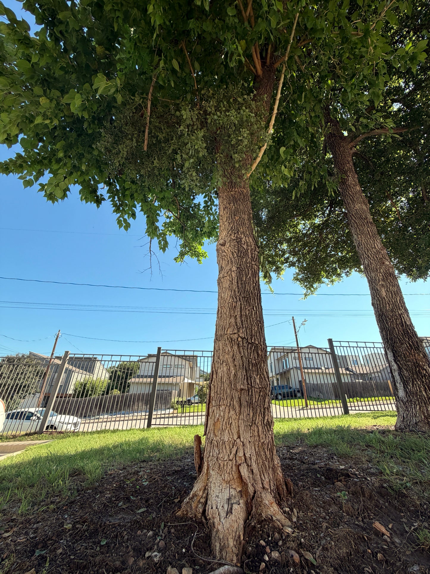 Large Osage Orange tree with a clear blue sky in the background