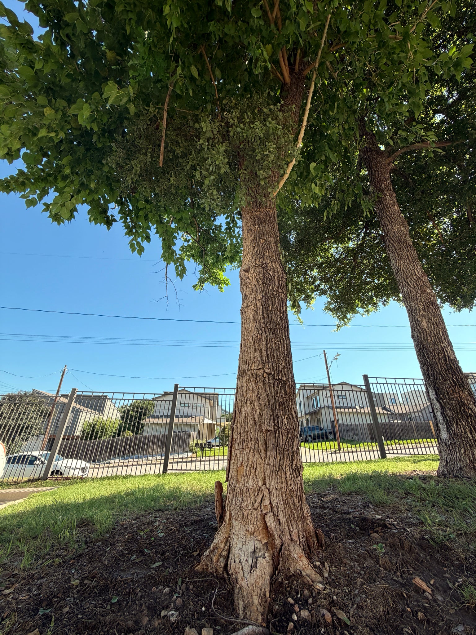 Large Osage Orange tree with a clear blue sky in the background