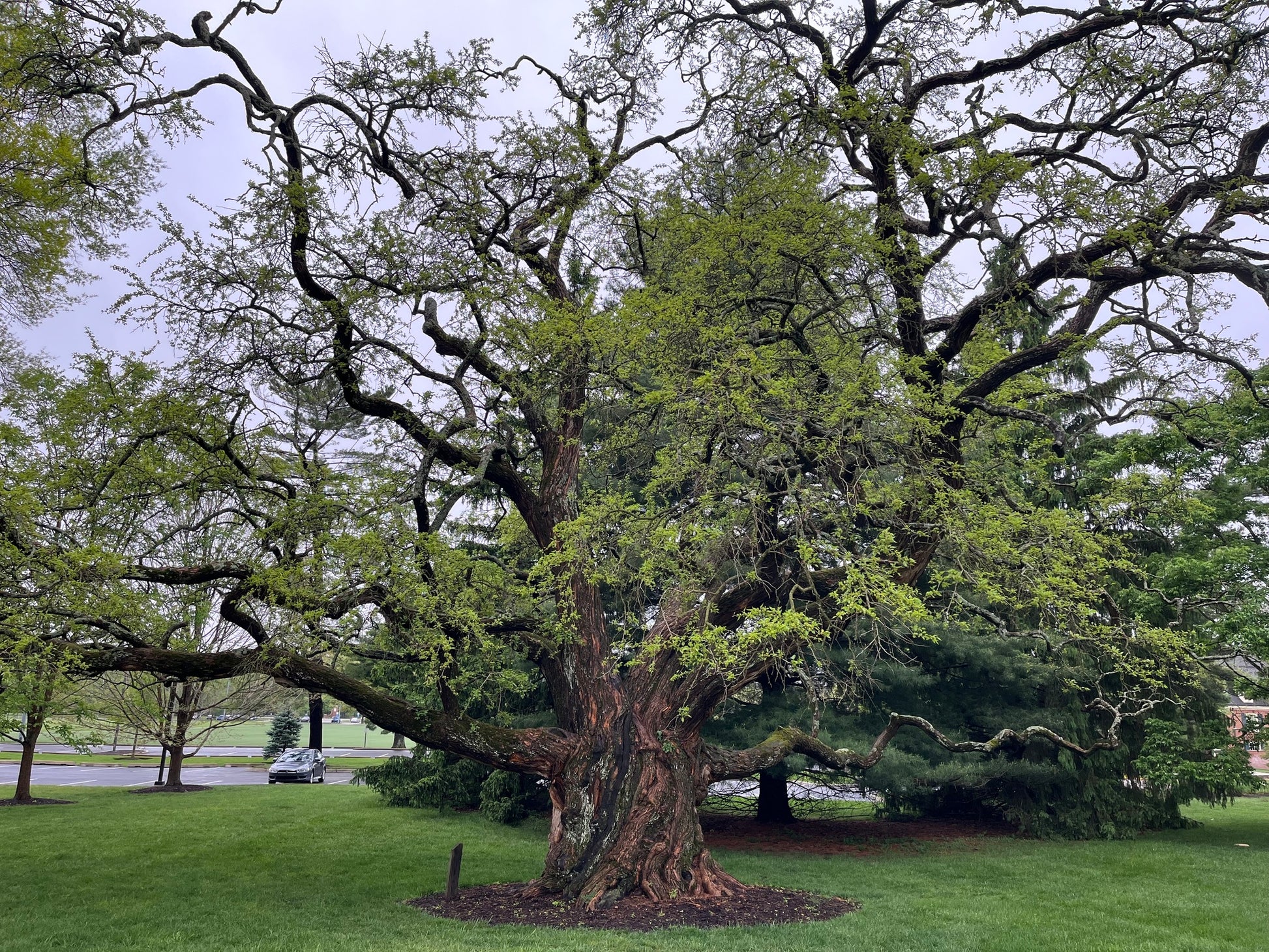 Large Osage Orange tree with a thick trunk and sprawling branches in a park setting.  (Maclura pomifera) 