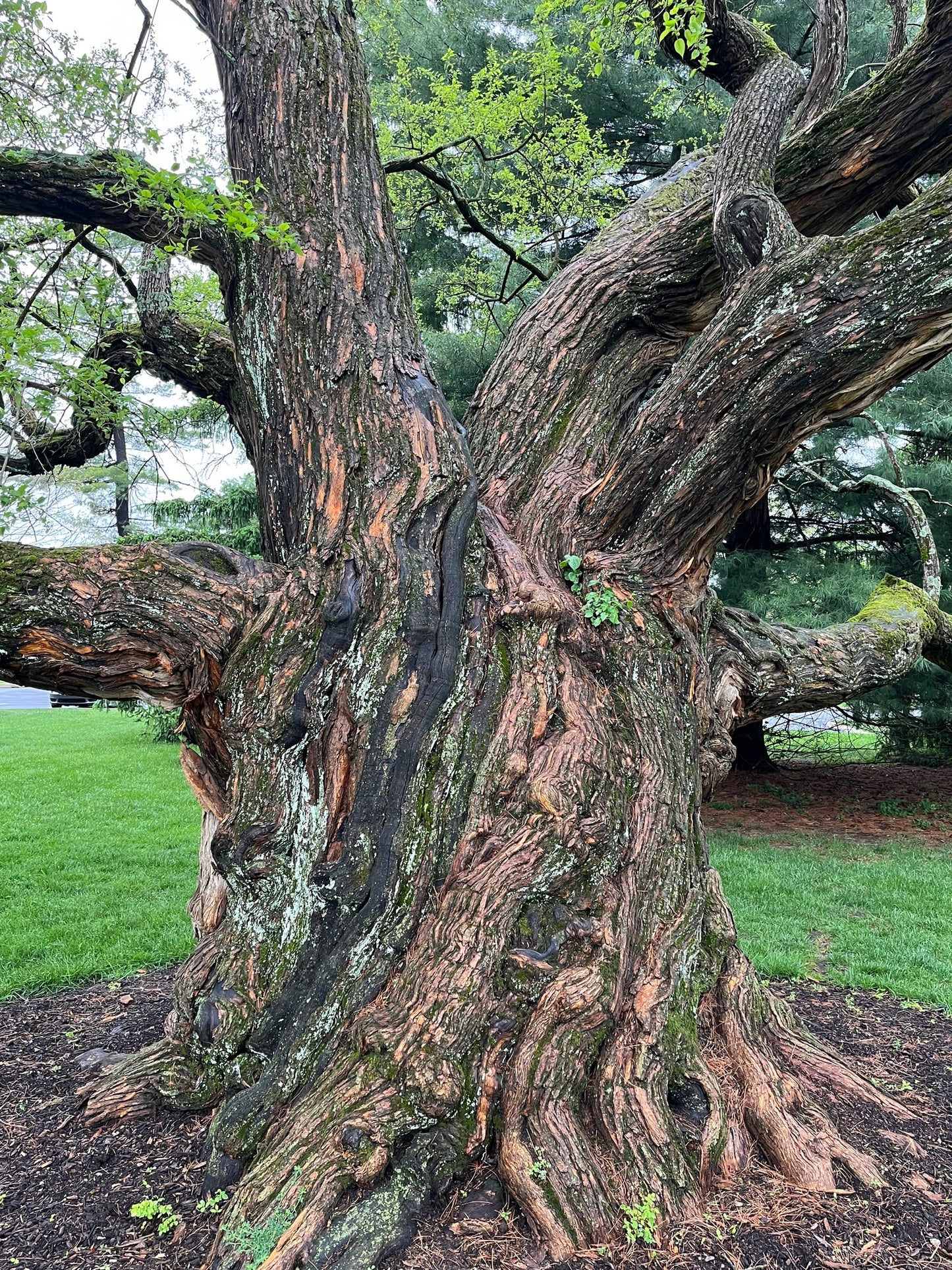 Large, twisted Osage Orange tree trunk with intricate bark patterns in a park setting.  (Maclura pomifera) 