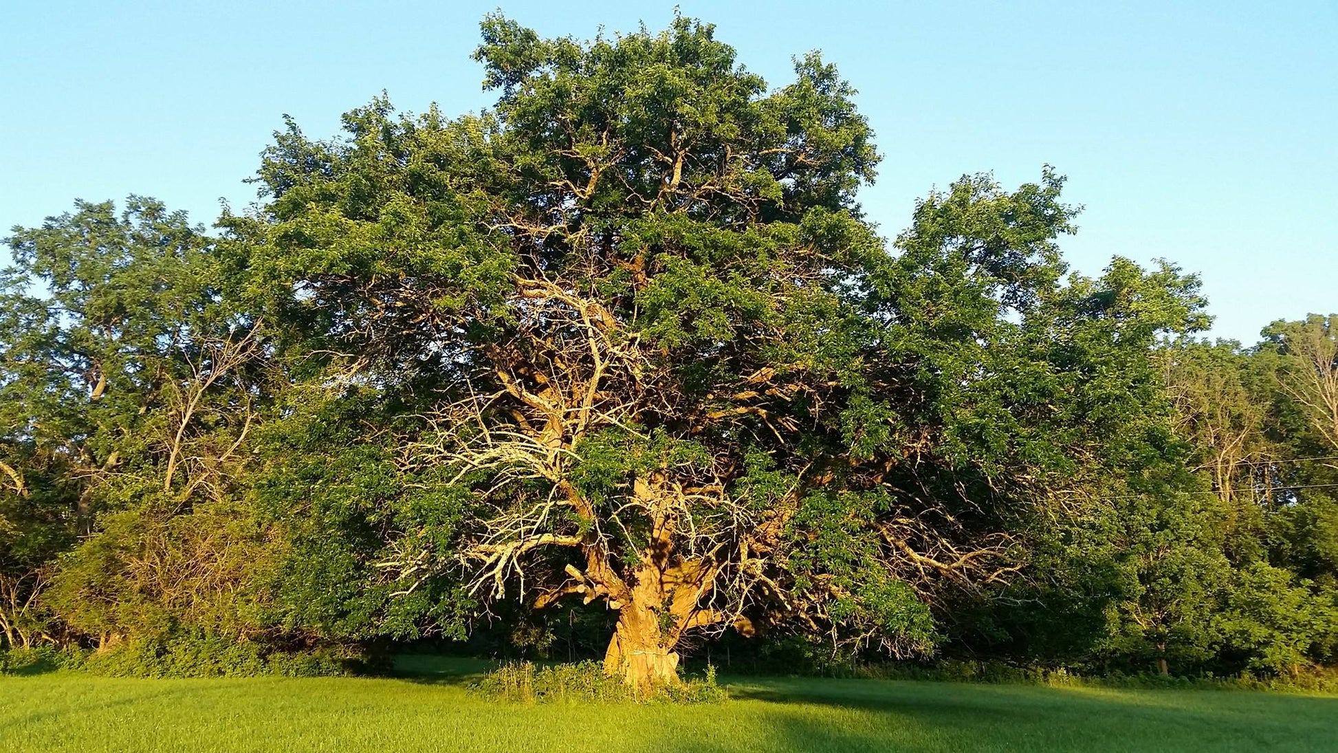 Large Osage Orange tree in a grassy field with clear blue sky.  (Maclura pomifera) 