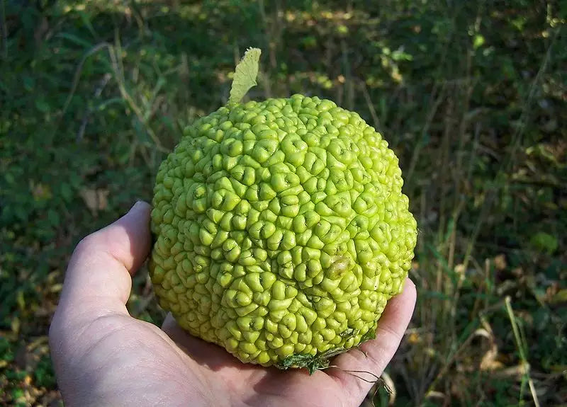 Hand holding a green osage orange fruit against a natural background. (Maclura pomifera)