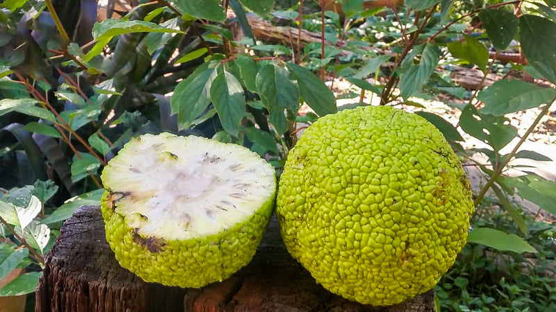 Two Osage Orange fruits, one whole and one cut open, on a tree stump with green leaves in the background. (Maclura pomifera)