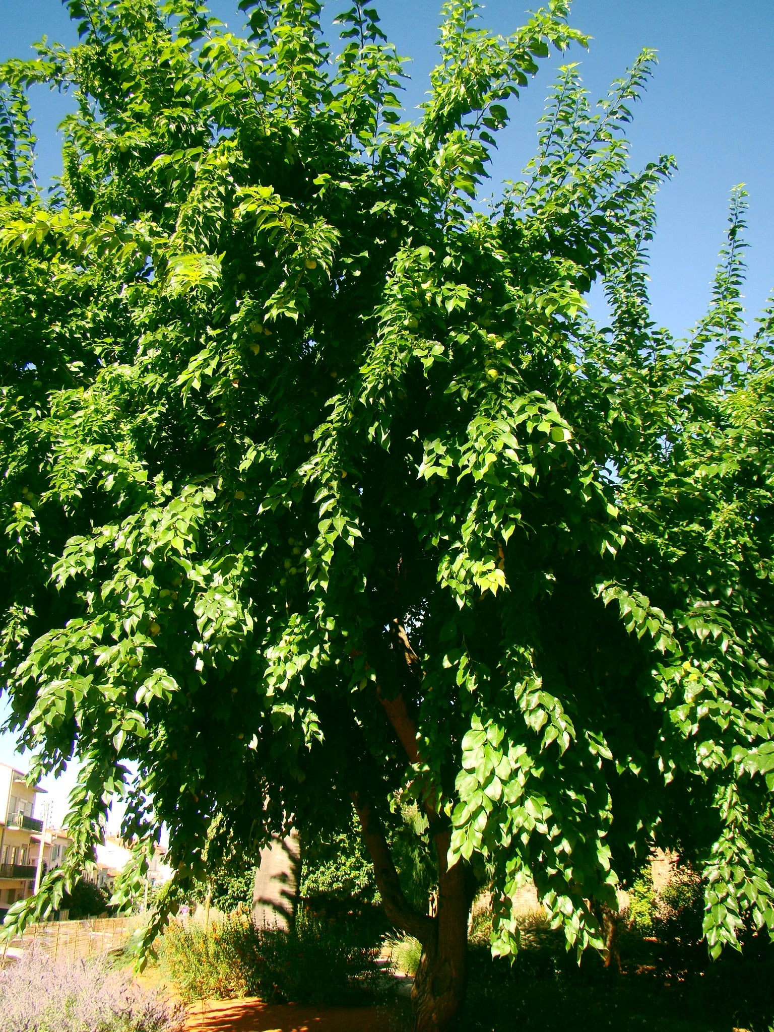Large Osage Orange tree with green leaves against a clear blue sky