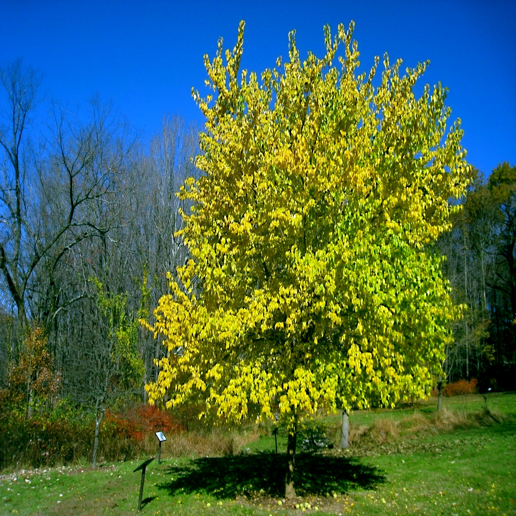 Osage Orange Tree with bright yellow leaves against a blue sky. (Maclura pomifera)