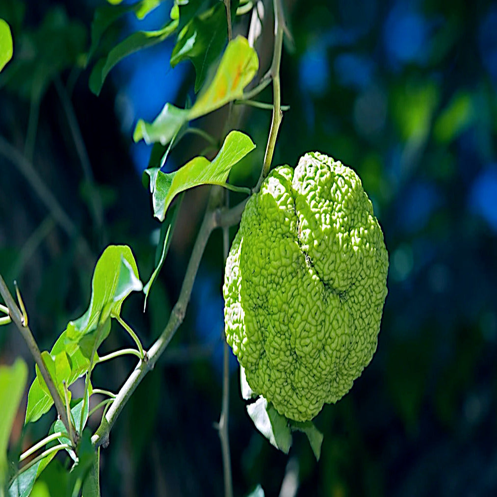 Green fruit hanging from an Osage Orange tree with leaves in the background