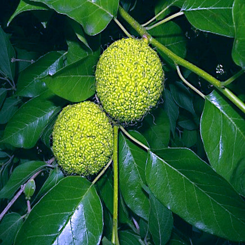 Two green Osage Orange fruits on a branch with leaves