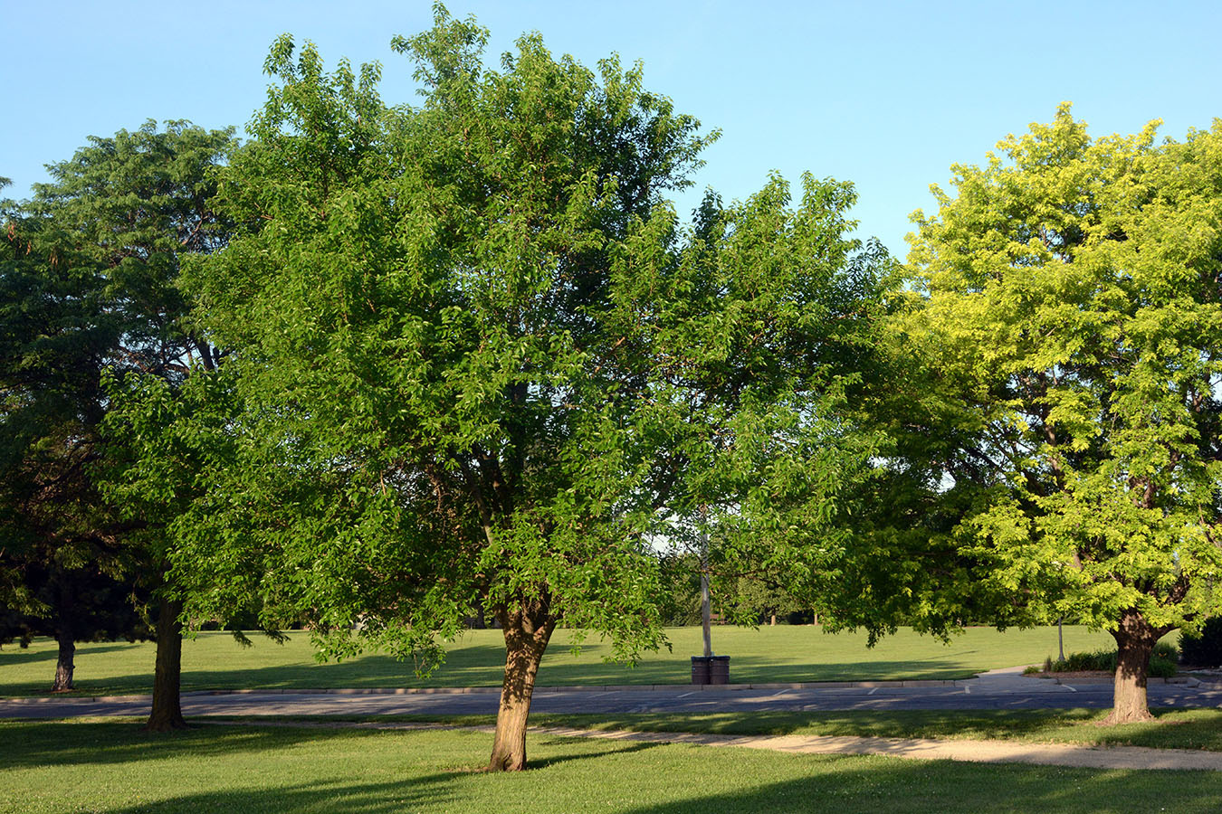 Park with green Osage Orange tree and clear blue sky. (Maclura pomifera)