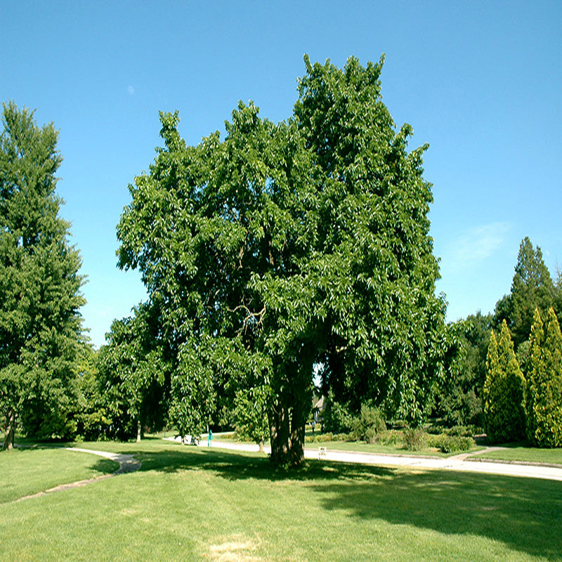 Lush green Osage Orange tree in a park with clear blue sky