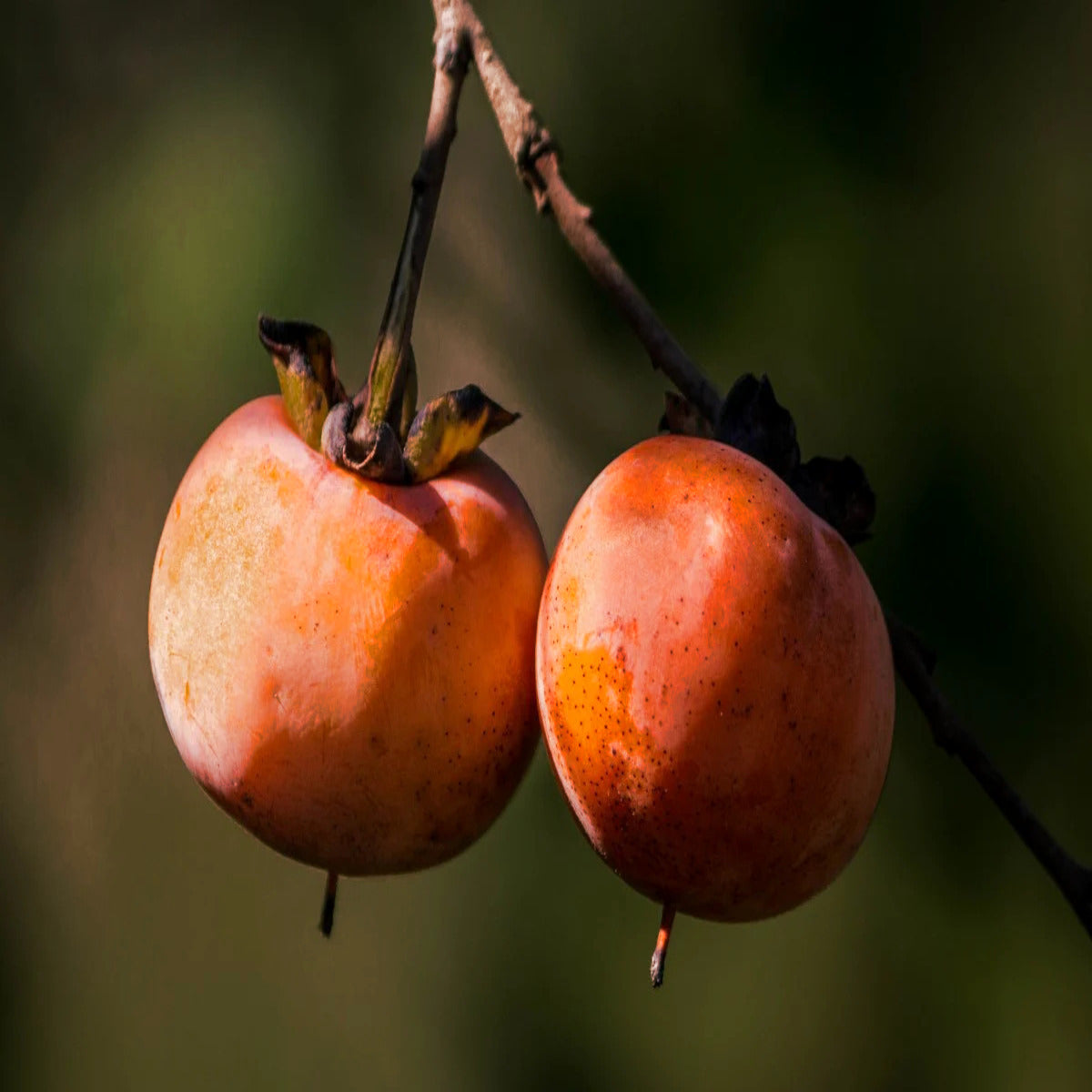 Two persimmons hanging on a branch with a blurred green background