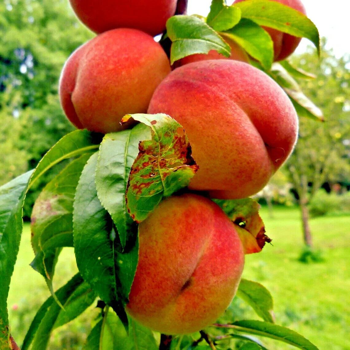 Bunch of Nemagaurd peaches on a tree branch with green leaves.