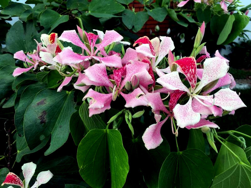 Pink and white Orchid Tree flowers with green leaves in the background