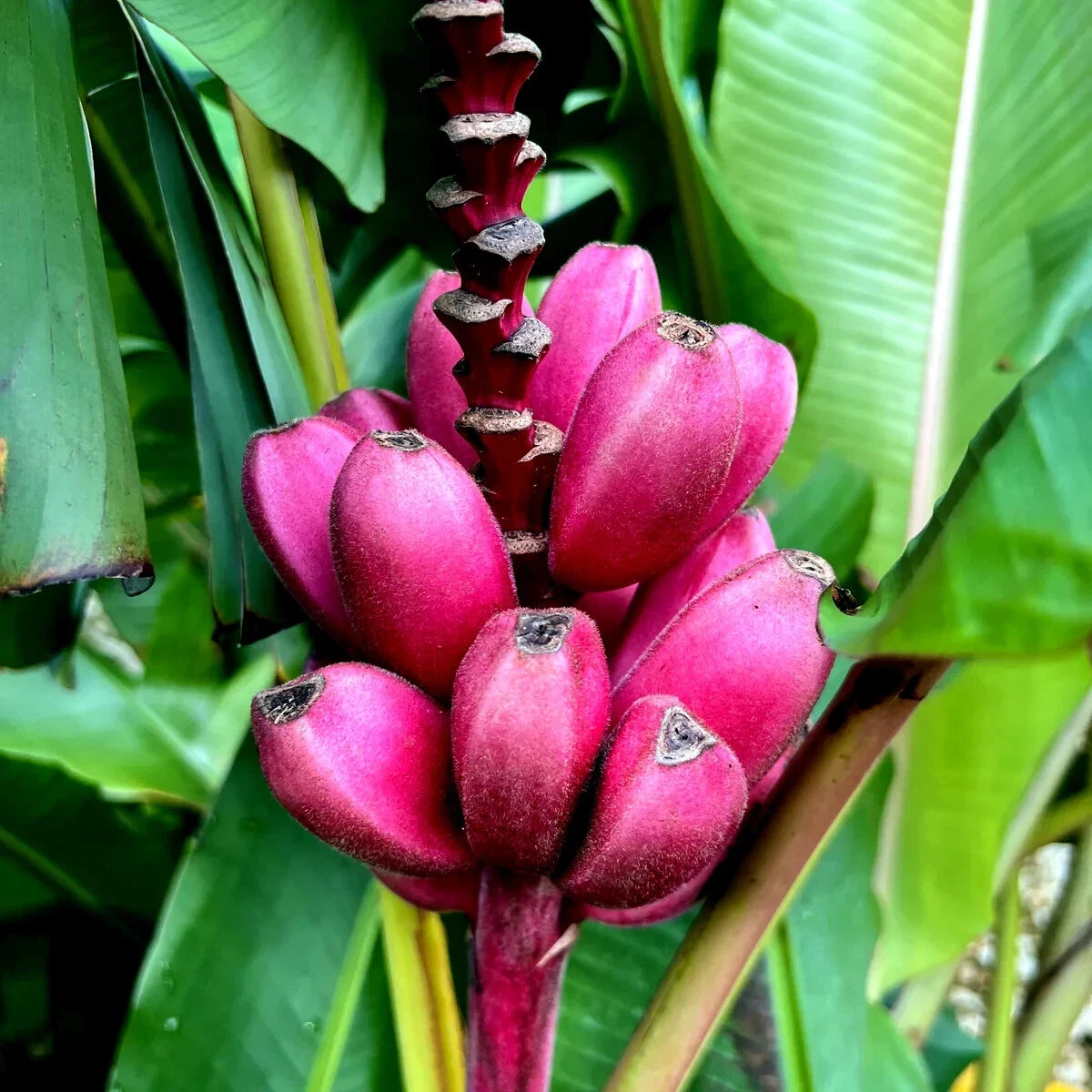 Close-up of a bunch of pink bananas with green leaves in the background