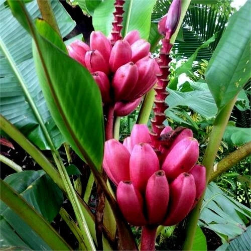 Close-up of pink banana flowers with green leaves in the background