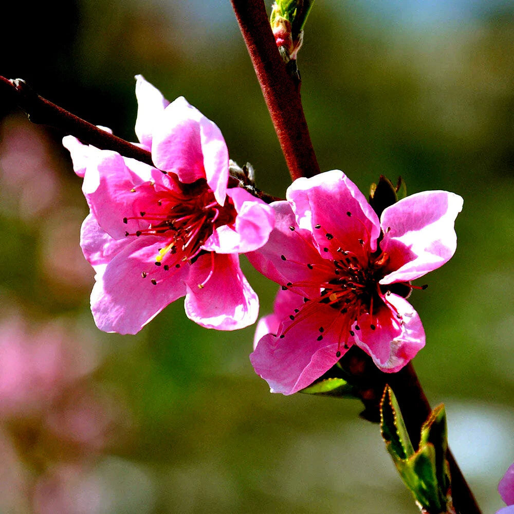 Two pink peach tree flowers on a branch with a blurred green background