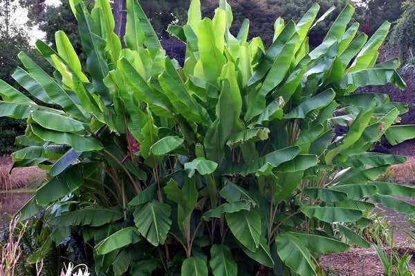 Large green Dwarf Pink banana tree plant in a natural setting